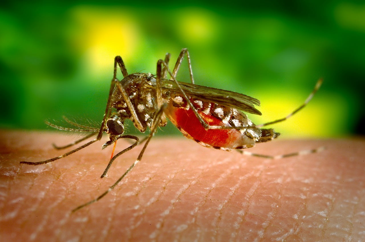 Dengue: Nova Friburgo tem aumento de casos em relação a 2021