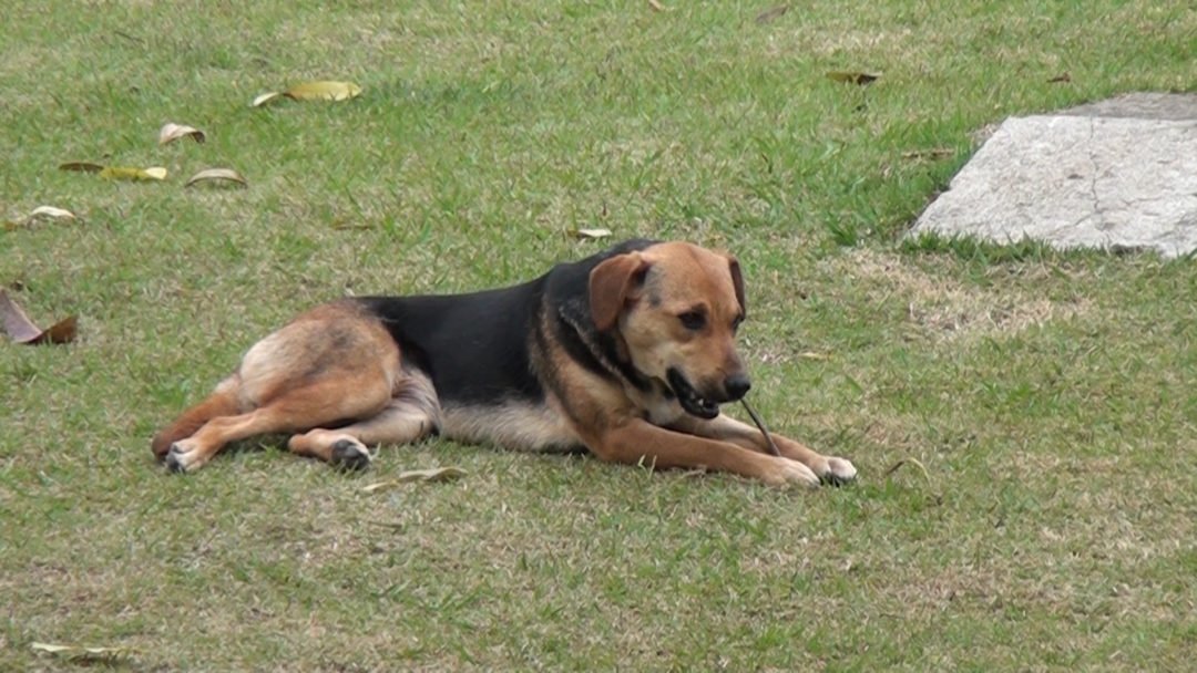 Prefeito sanciona lei municipal contra maus-tratos de animais