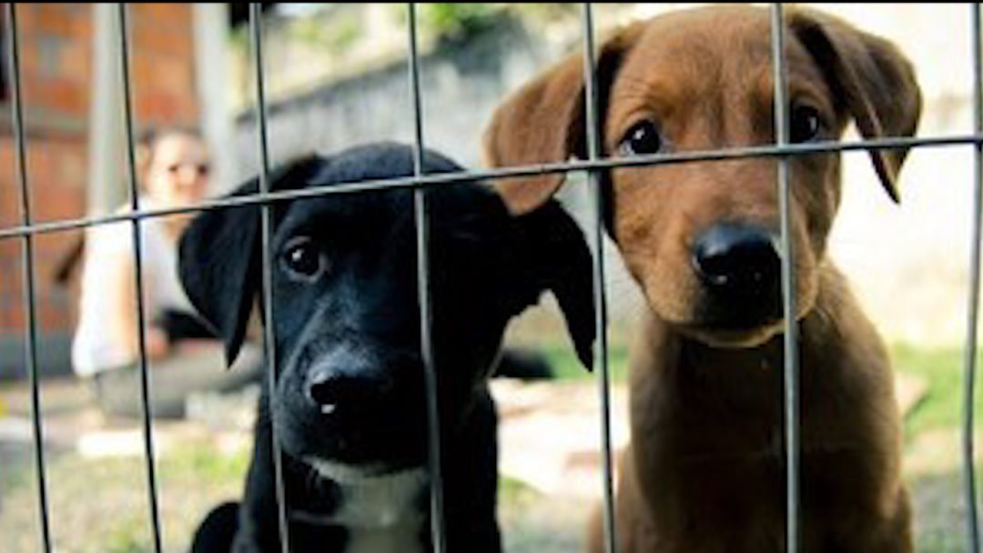 SSUBEA realiza 10º Edição de adoção de cães, neste sábado (13), na Estação Livre.