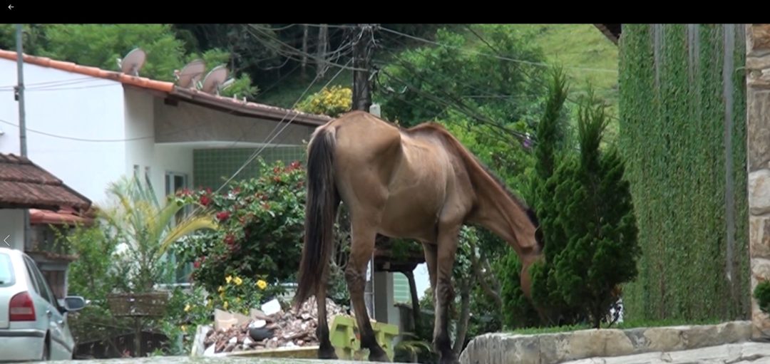 Mais um cavalo é encontrado morto na cidade