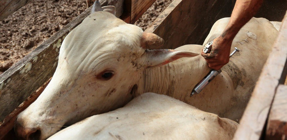 Vacinação contra febre aftosa segue até o dia 31