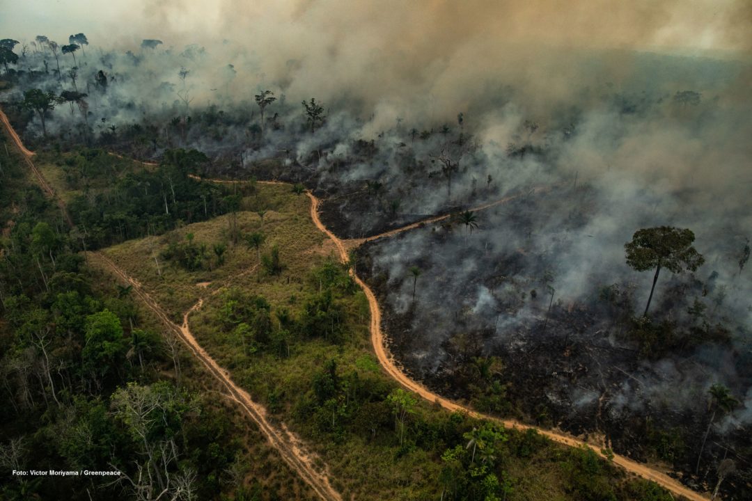 Maior floresta tropical do mundo; Dia da Amazônia é  nesta quinta-feira