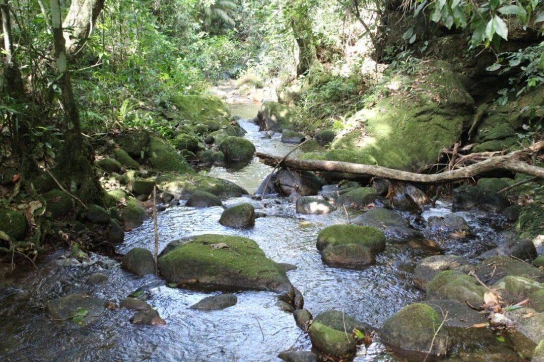 Nova Friburgo tem o maior número de Reservas Ecológicas Particulares do estado