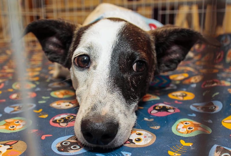 Adote, vacine e faça a diferença: Nova Friburgo realiza ações para pets neste sábado