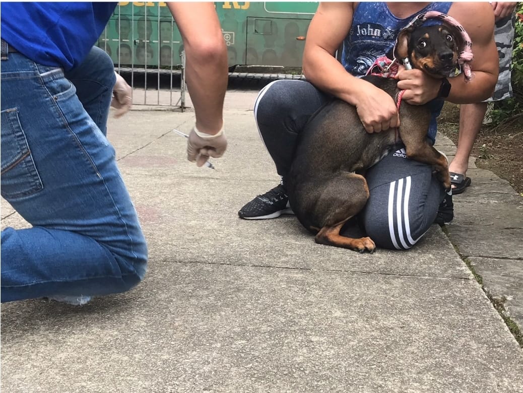 Nova Friburgo imuniza mais de 4 mil animais contra a raiva no fim de semana