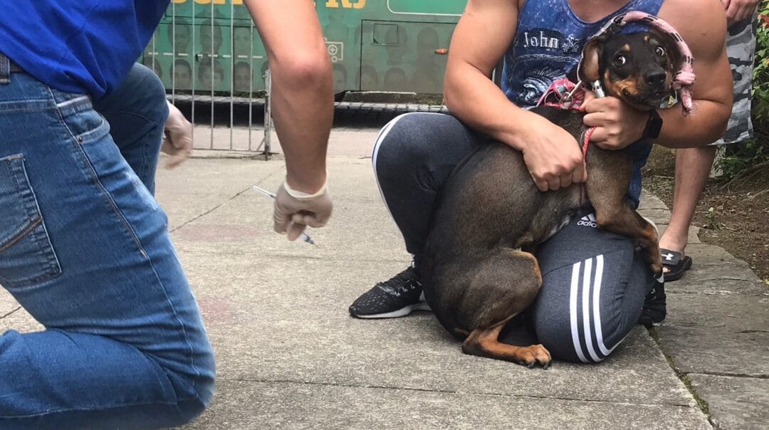 Atenção donos de pets: neste sábado tem mais uma etapa de vacinação antirrábica