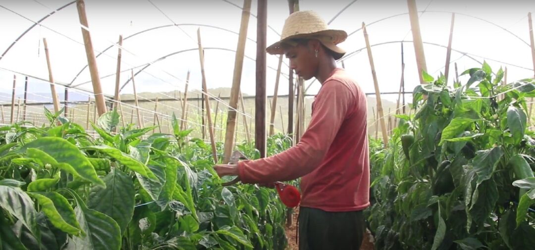 Dia 25 de Maio: Dia do Trabalhador e Trabalhadora Rural