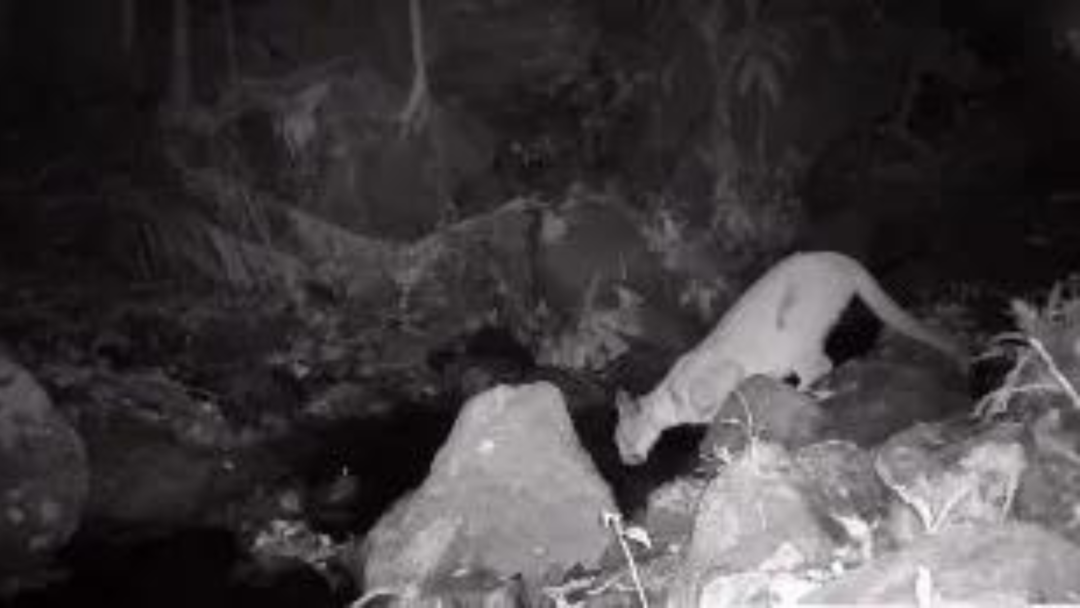 É “hora da onça beber água”: Câmeras flagram o belo animal no Parque Estadual dos Três Picos
