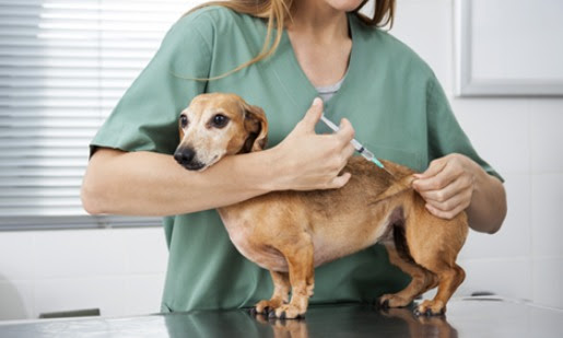 Agora é lei: vacinação múltipla canina passa a ser obrigatória no Estado