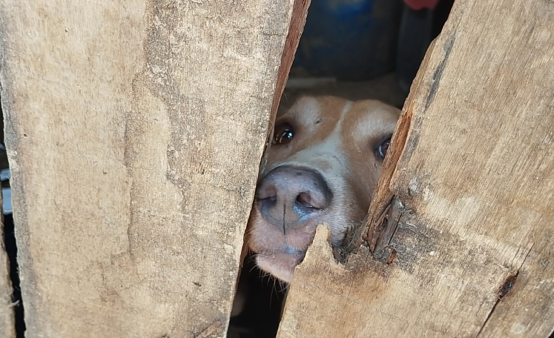 Nova Friburgo: autoridades resgatam cachorros mantidos em situação insalubre