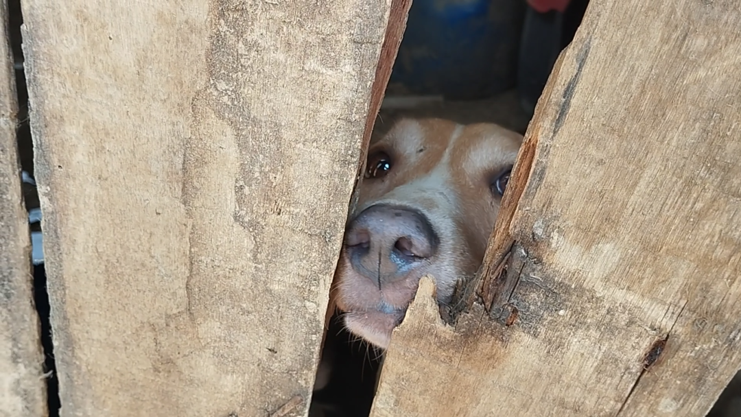 Nova Friburgo: autoridades resgatam cachorros mantidos em situação insalubre
