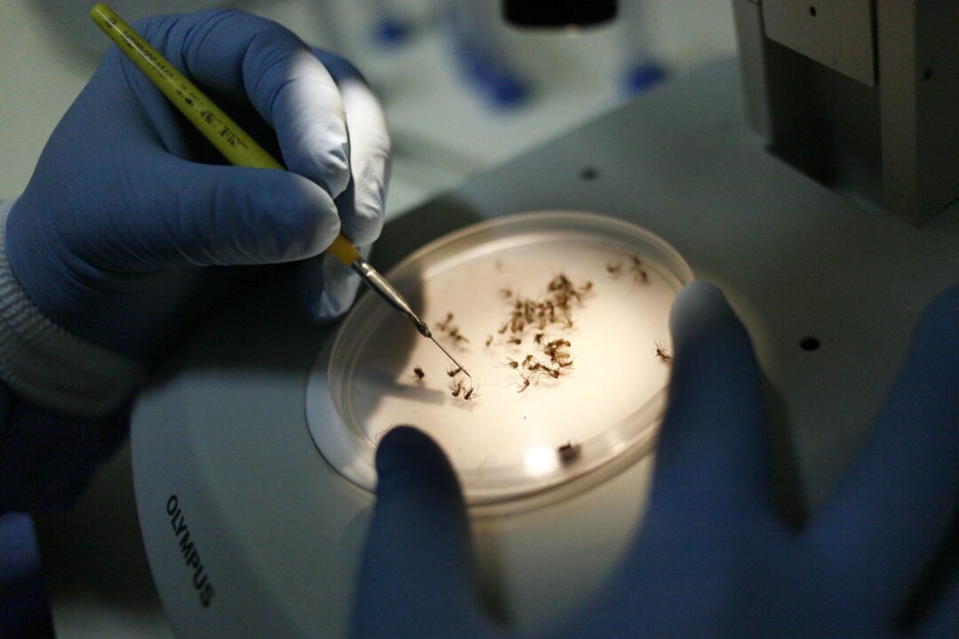 Ministério da Saúde define estratégia de vacinação contra a Dengue com estados e municípios