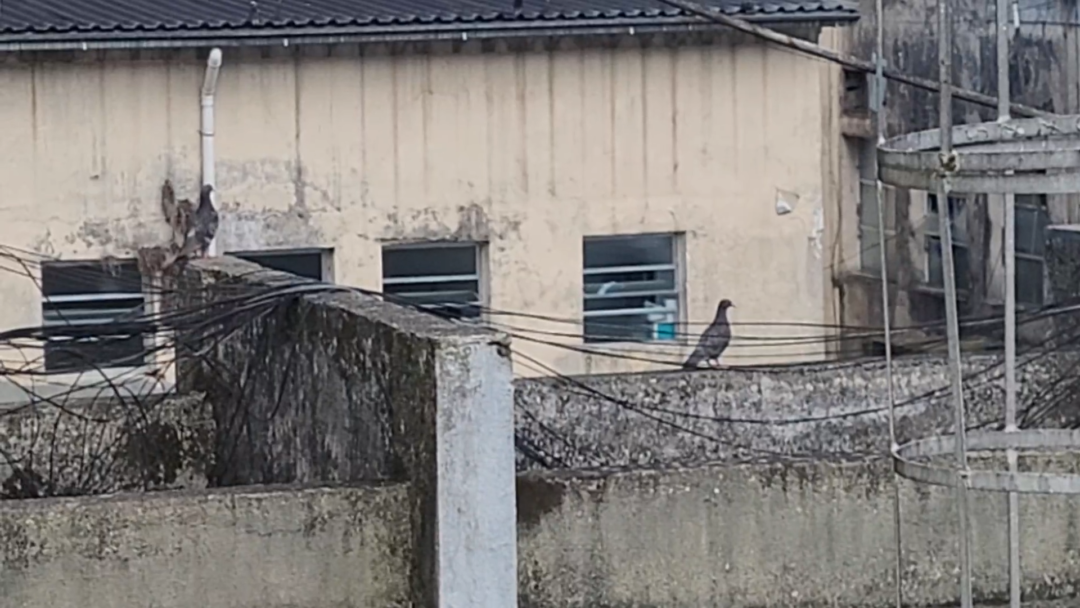 Infestação de pombos no Raul Sertã