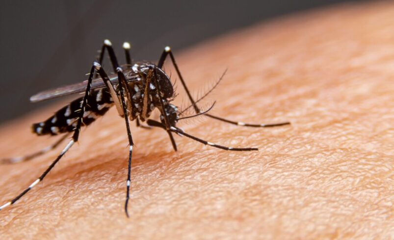Governo do Rio decreta o fim da epidemia de dengue no estado