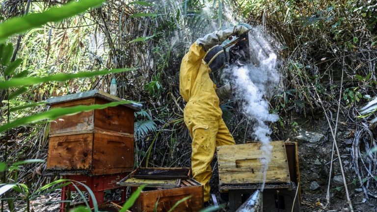 Fipronil e as Abelhas: nessa guerra quem perde somos eu e você!