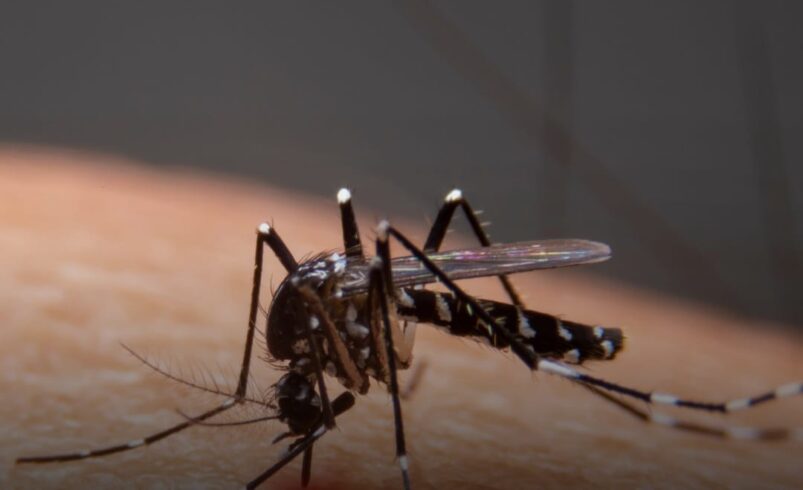 Nova Friburgo está de fora: vacina contra dengue chegará em 12 cidades do Rio de Janeiro, define Ministério da Saúde