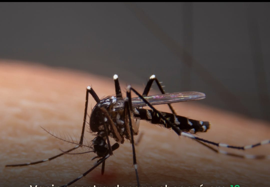 Nova Friburgo está de fora: vacina contra dengue chegará em 12 cidades do Rio de Janeiro, define Ministério da Saúde