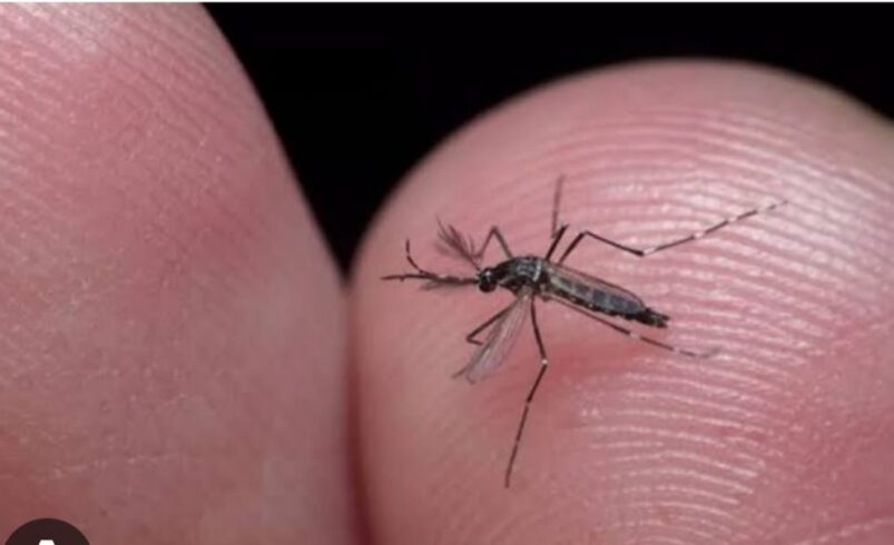 Combate à Dengue: confira as últimas ações do Ministério da Saúde no enfrentamento a alta dos casos