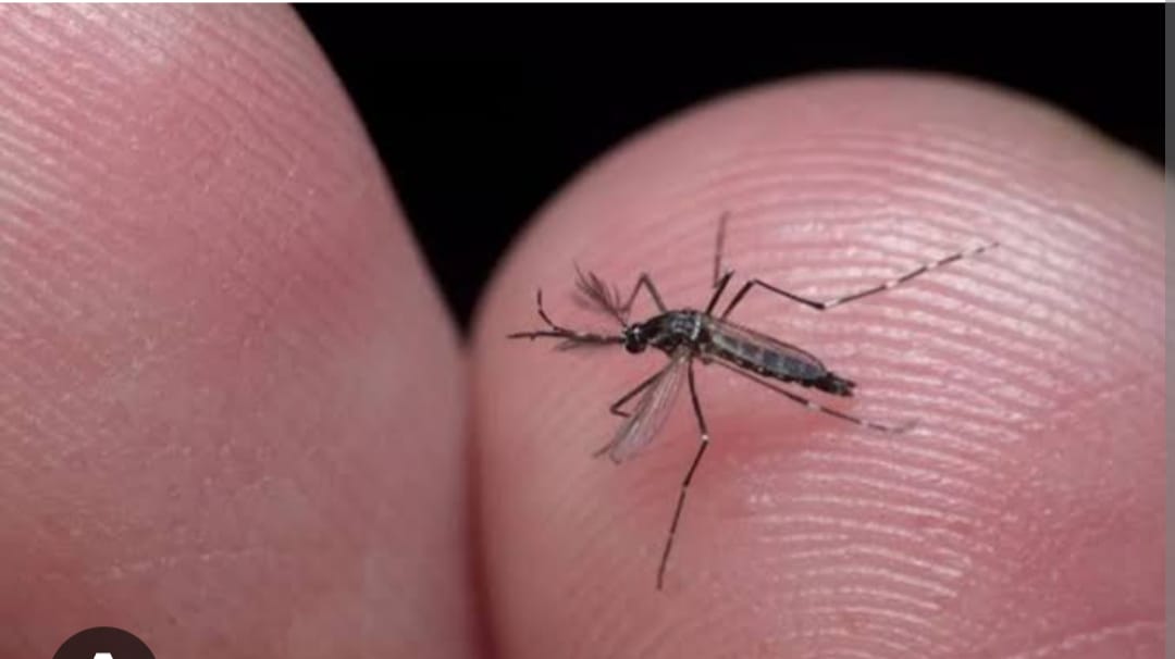 Combate à Dengue: confira as últimas ações do Ministério da Saúde no enfrentamento a alta dos casos