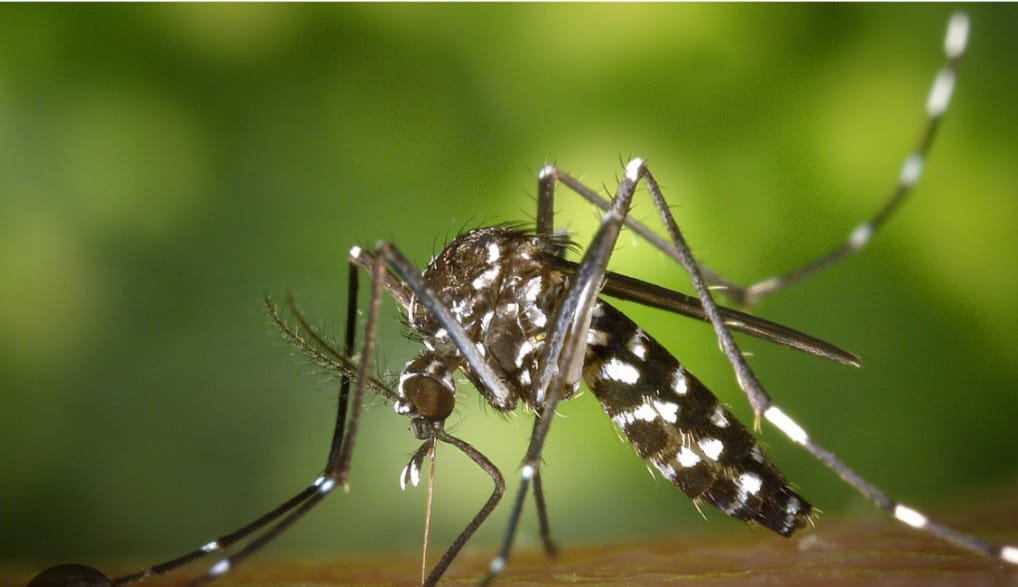 Já são nove o número de mortes por Dengue no RJ