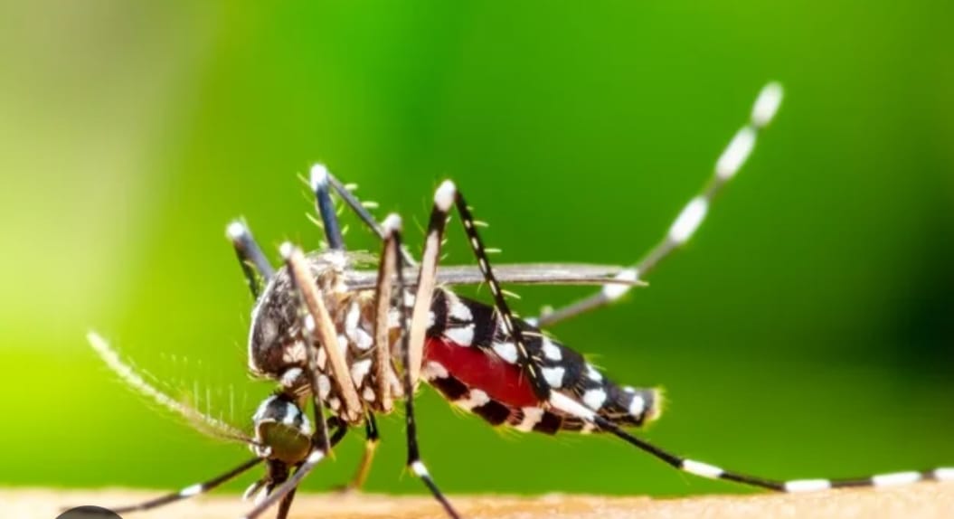 Casos de dengue em Nova Friburgo já chegam a 500: um aumento de 136  positivados em uma semana