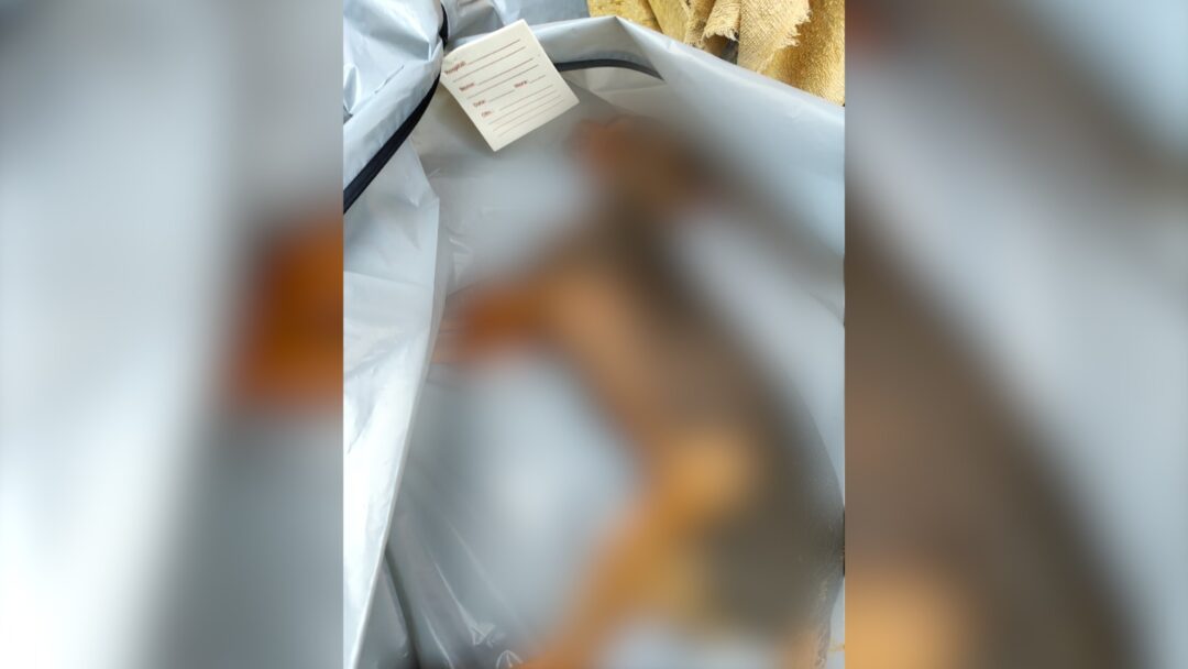 Crueldade: dois cães e dois gatos são encontrados com sinais de envenenamento em Nova Friburgo