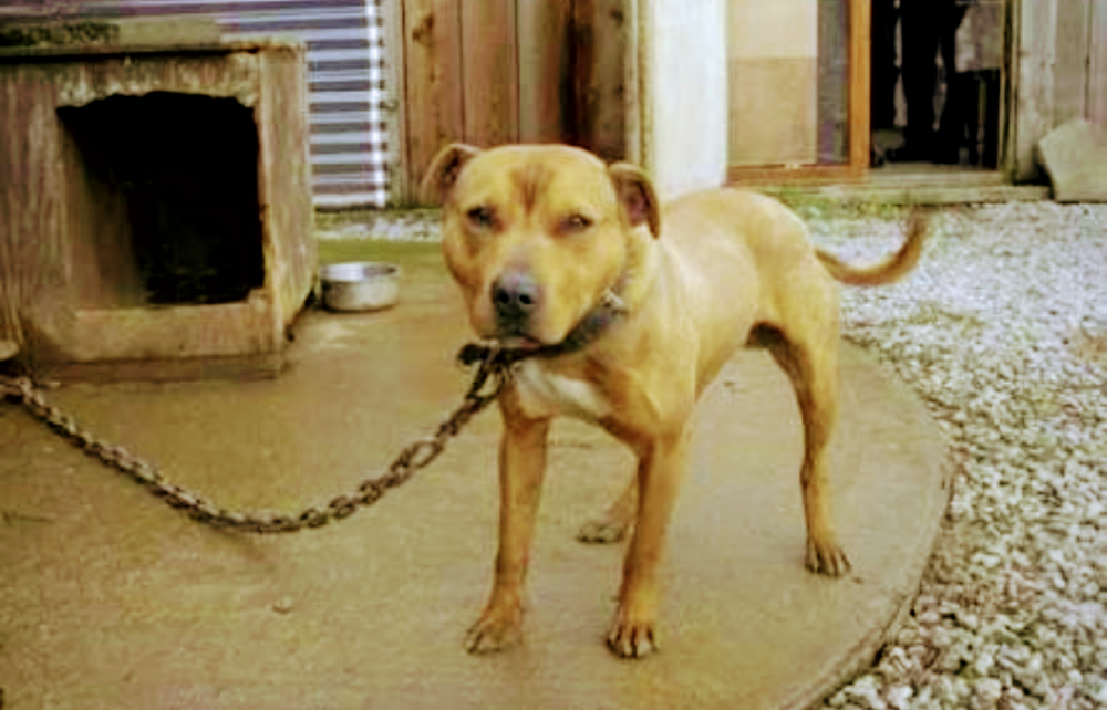 Agora é lei: acorrentamento de animais é classificado como maus tratos em todo o estado do Rio