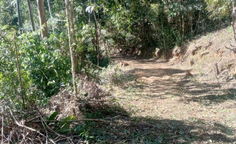 Após denúncia, Polícia Ambiental identifica desmatamento florestal ilegal em Nova Friburgo