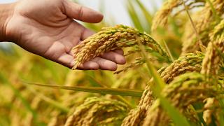 O arroz nosso de cada dia: leilão da Conab para importação de arroz é adiado
