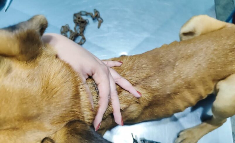 Homem é preso por maus tratos a animais em Nova Friburgo