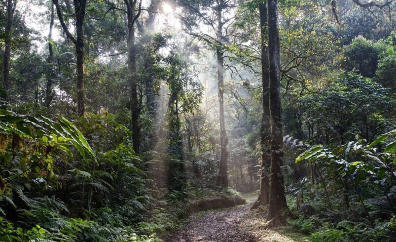 Protegendo o Tesouro Natural: A Importância das RPPNs na Conservação Ambiental