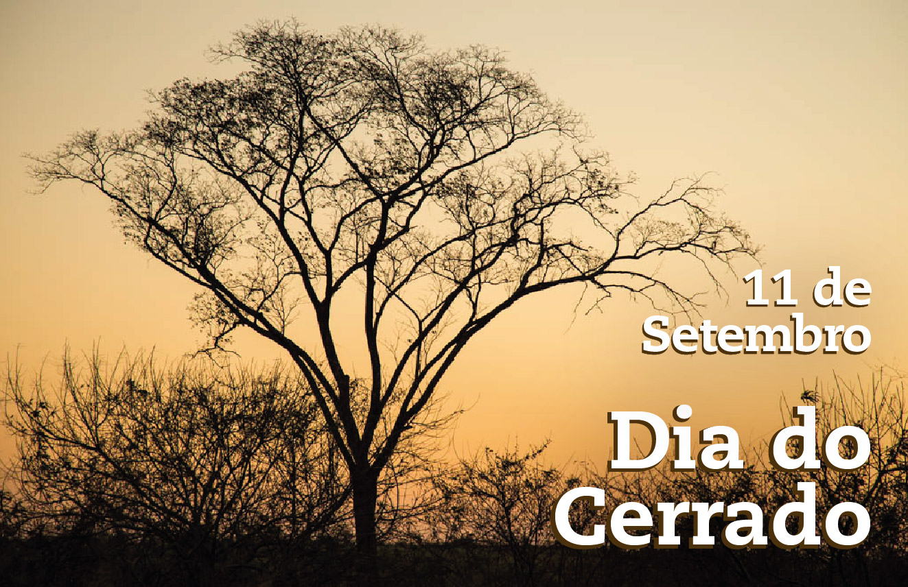 Cerrado: a savana brasileira que pulsa vida