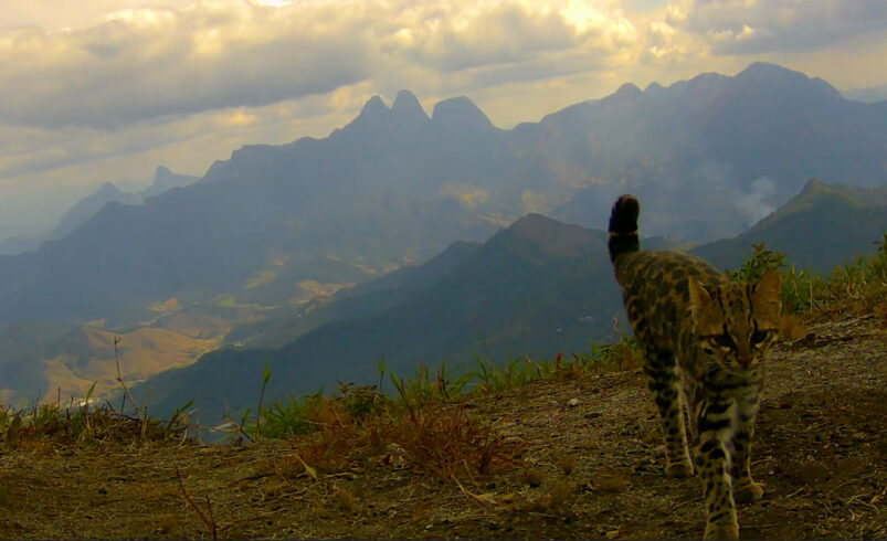 Alerta de fofura! Gato-do-mato-pequeno  é flagrado no Pico do Caledônia, em Nova Friburgo