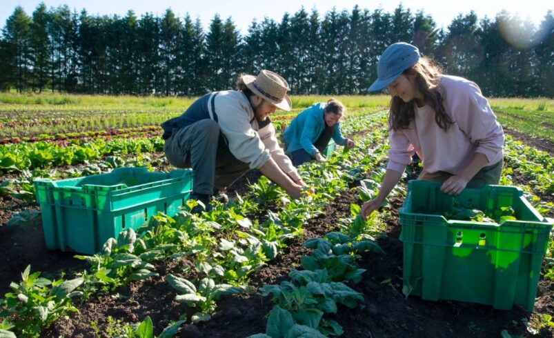 PAA Estadual: Cláudio Castro sanciona lei que cria Programa para compra direta da Agricultura Familiar 