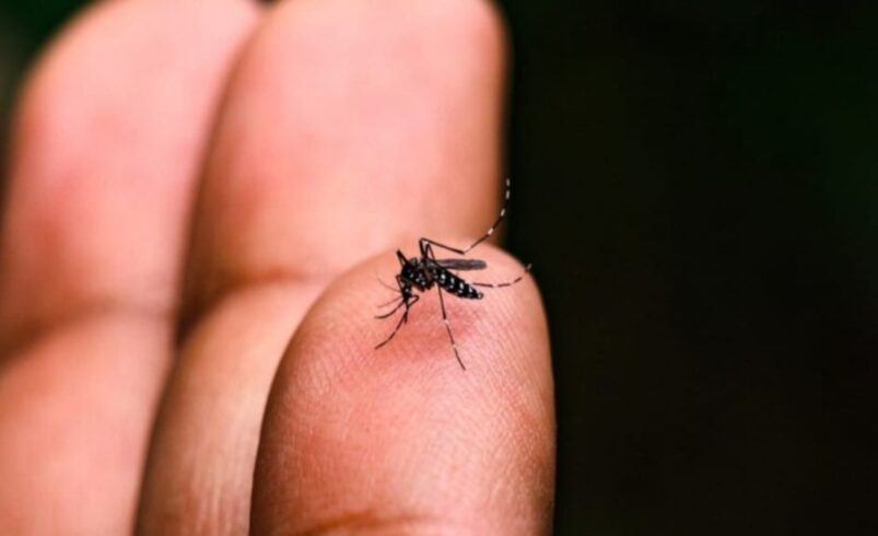 dengue nno dedo