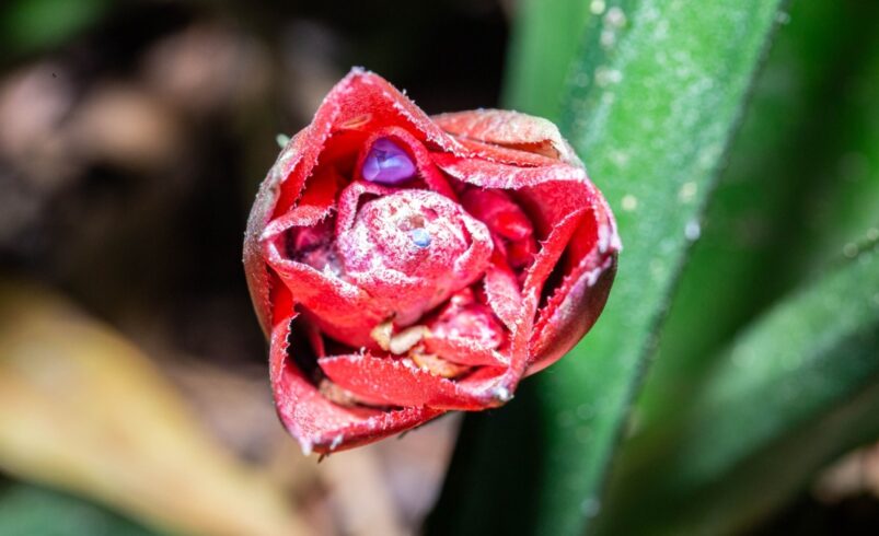 Nova espécie de bromélia é descoberta em Nova Friburgo