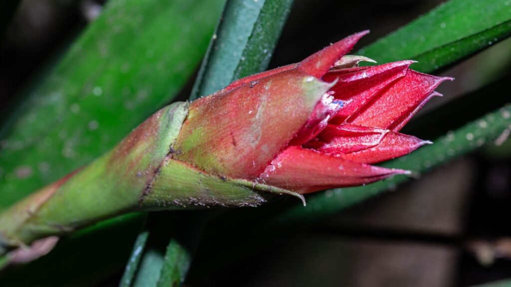 Nova espécie de Bromélia foi encontrada em Nova Friburgo