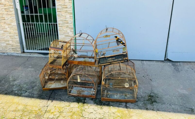 Fiscalização em Nova Friburgo resulta na apreensão de 11 pássaros 
