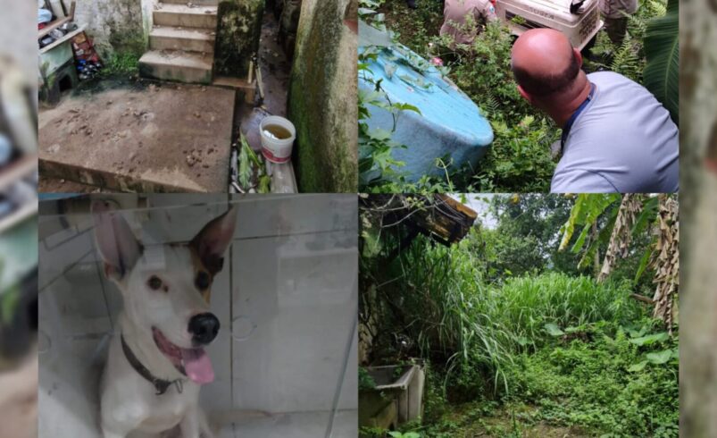 casos nf crimes contra animais.