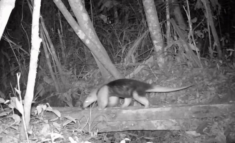Mamífero raro é registrado no Refúgio de Vida Silvestre Amparo