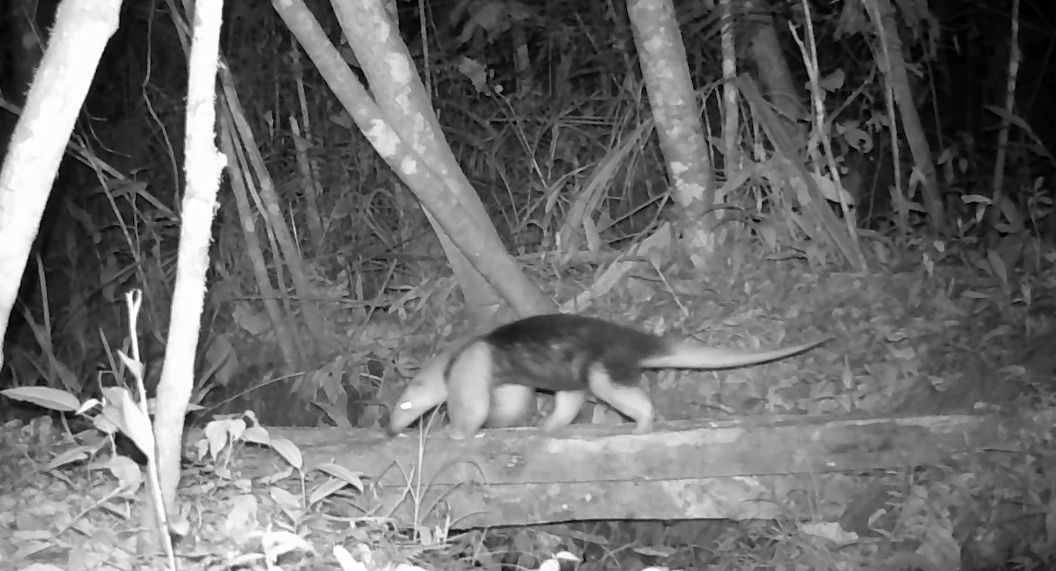 Mamífero raro é registrado no Refúgio de Vida Silvestre Amparo