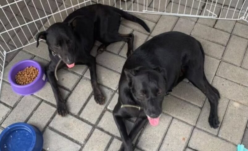 Secretaria do Bem Estar Animal de Friburgo promove campanha de adoção de cães neste sábado, 25
