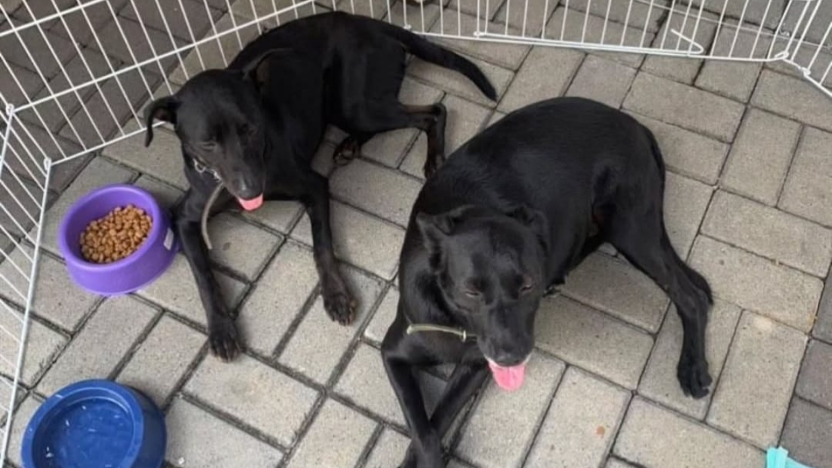 Secretaria do Bem Estar Animal de Friburgo promove campanha de adoção de cães neste sábado, 25