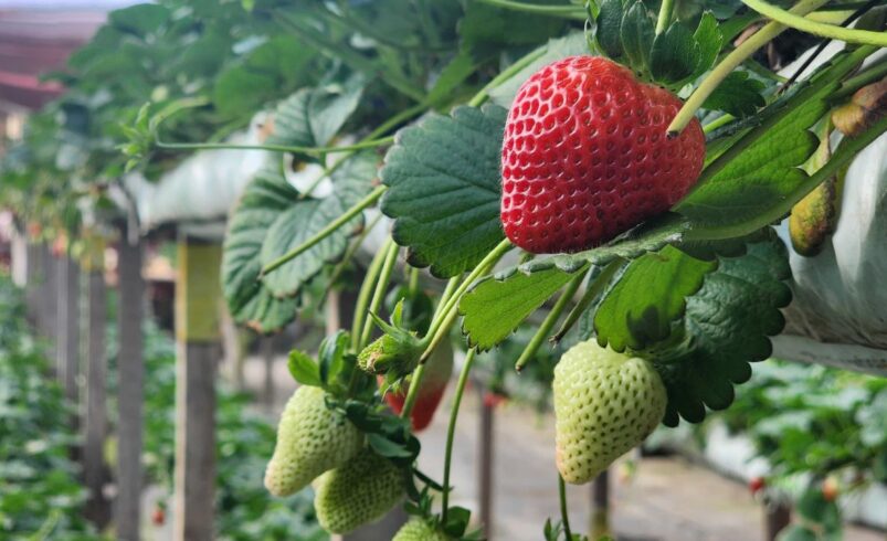 Nova Friburgo: avanços no cultivo sustentável de morangos e controle de agrotóxicos