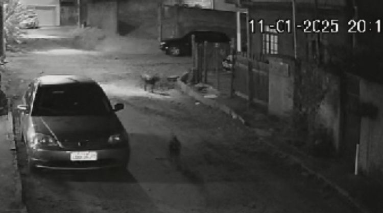 cachorro envenenado amparo