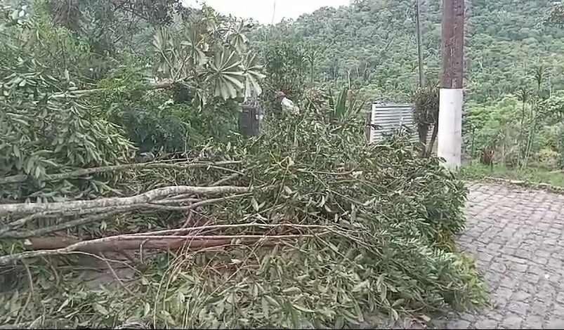 Queda de árvore interdita RJ 150 sentido Amparo em Nova Friburgo