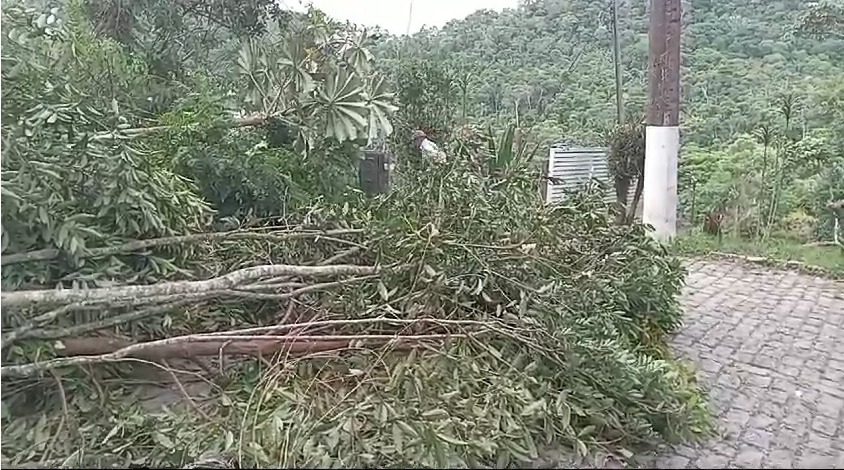 Queda de árvore interdita RJ 150 sentido Amparo em Nova Friburgo