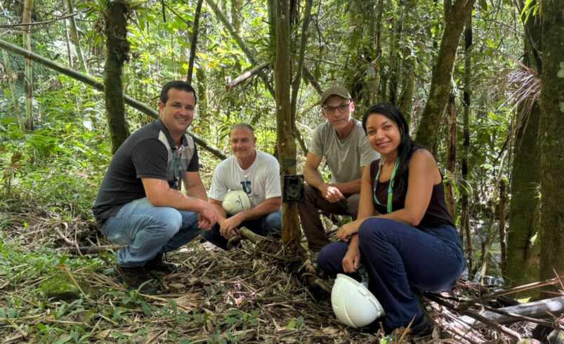 Videomonitoramento registra fauna na Mata Atlântica em Friburgo