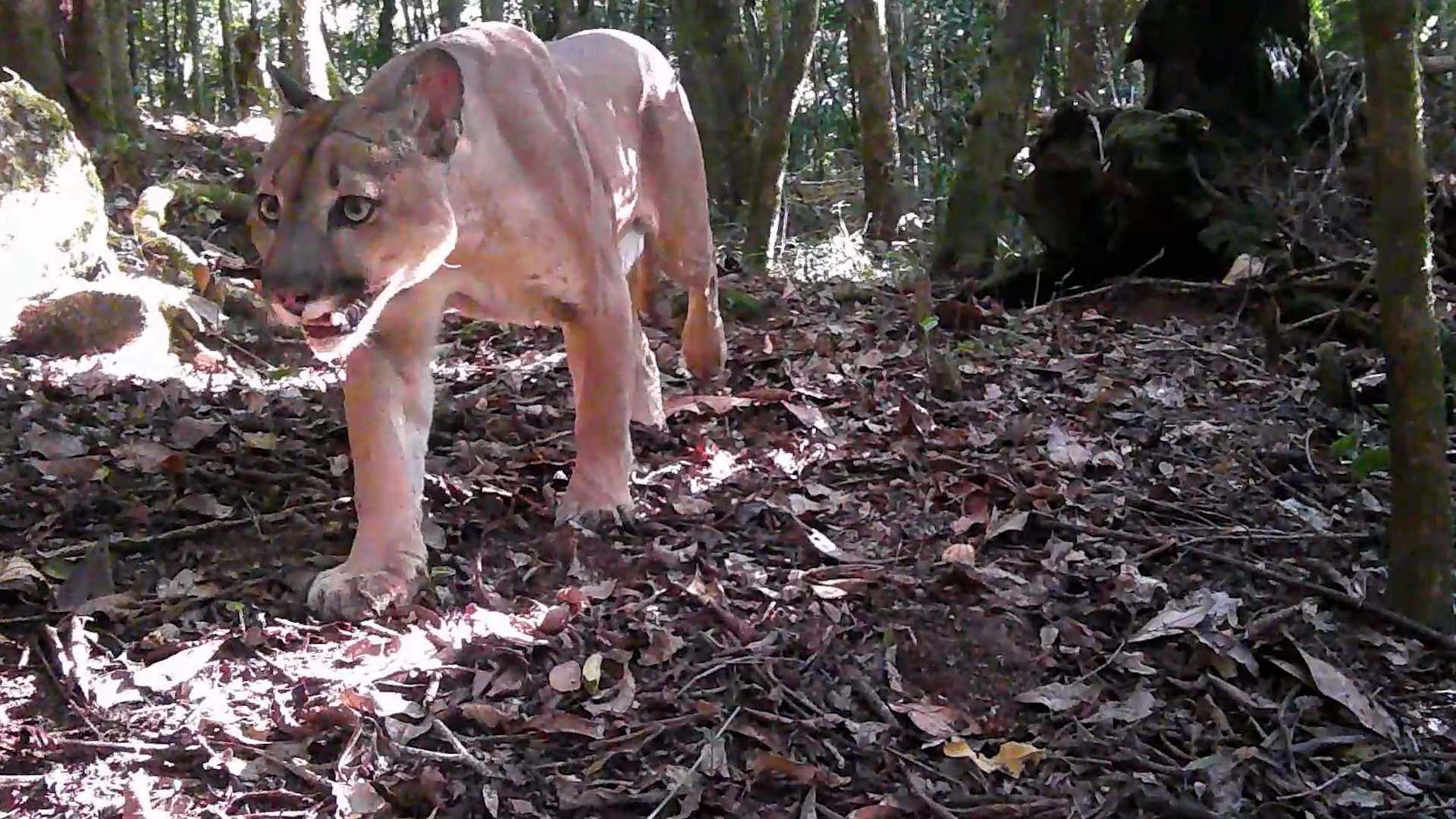 Felinos da Mata Atlântica são flagrados no Parque Três Picos