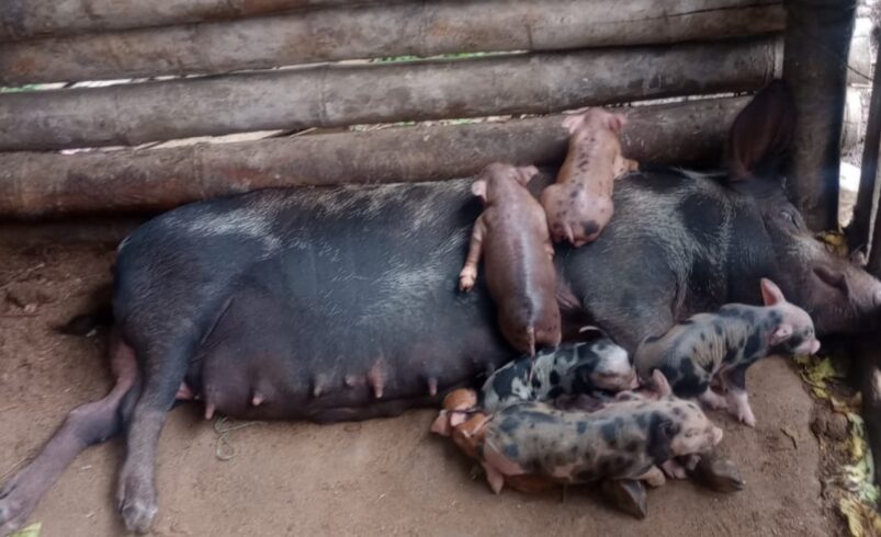 40 porcos são apreendidos em local irregular no Alto do Catete
